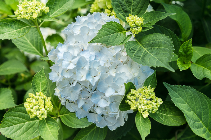 Waterford June 2018 (048)